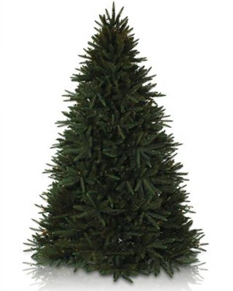 Black Spruce Tree- child-1